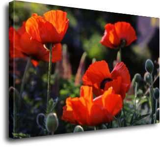 Poppies photographed by Andrew McCartney.
