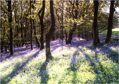 Bluebell wood photographed by Andrew McCartney.