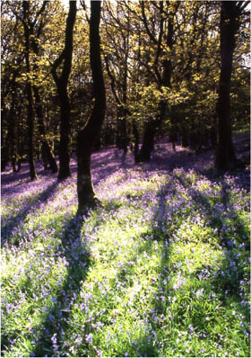 Bluebell wood shadows by Andrew McCartney.